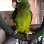 Dirección, horario, teléfono y opiniones de Taller de Bicicletas (Gertrudis Sánchez III Secc) en Gustavo A. Madero