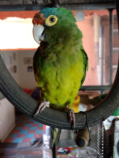 Dirección, horario, teléfono y opiniones de Taller de Bicicletas (Gertrudis Sánchez III Secc) en Gustavo A. Madero